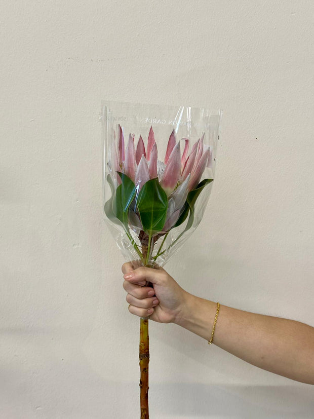 KING PROTEA PINK