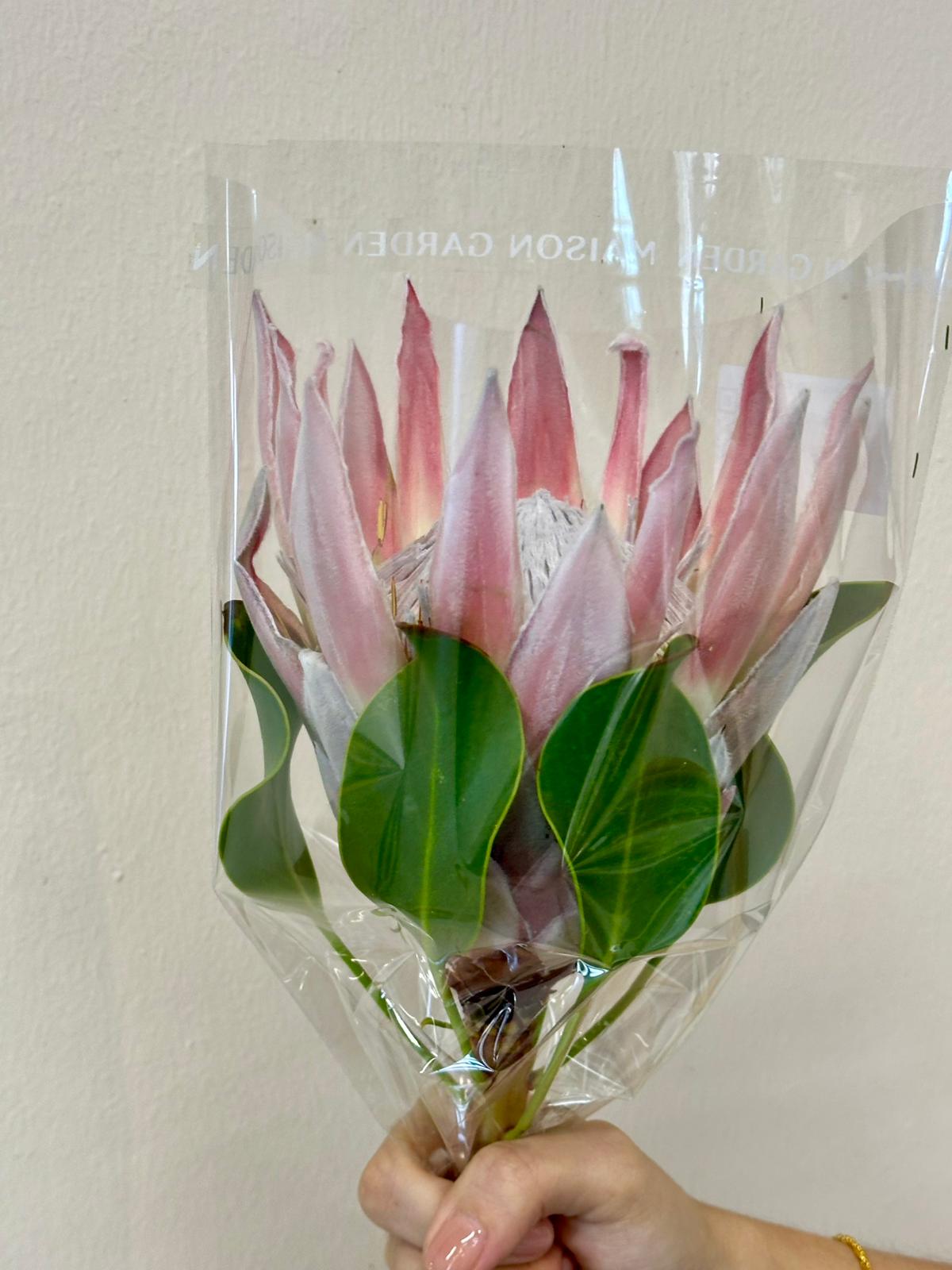KING PROTEA PINK