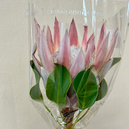 KING PROTEA PINK