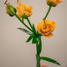 LILY APRICOT FUDGE