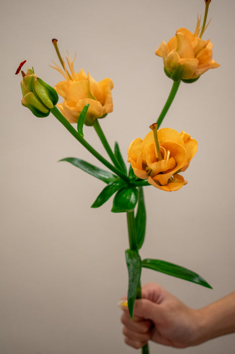 LILY APRICOT FUDGE