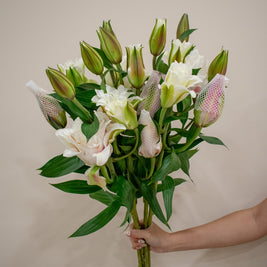LILY DOUBLE PETAL PINK