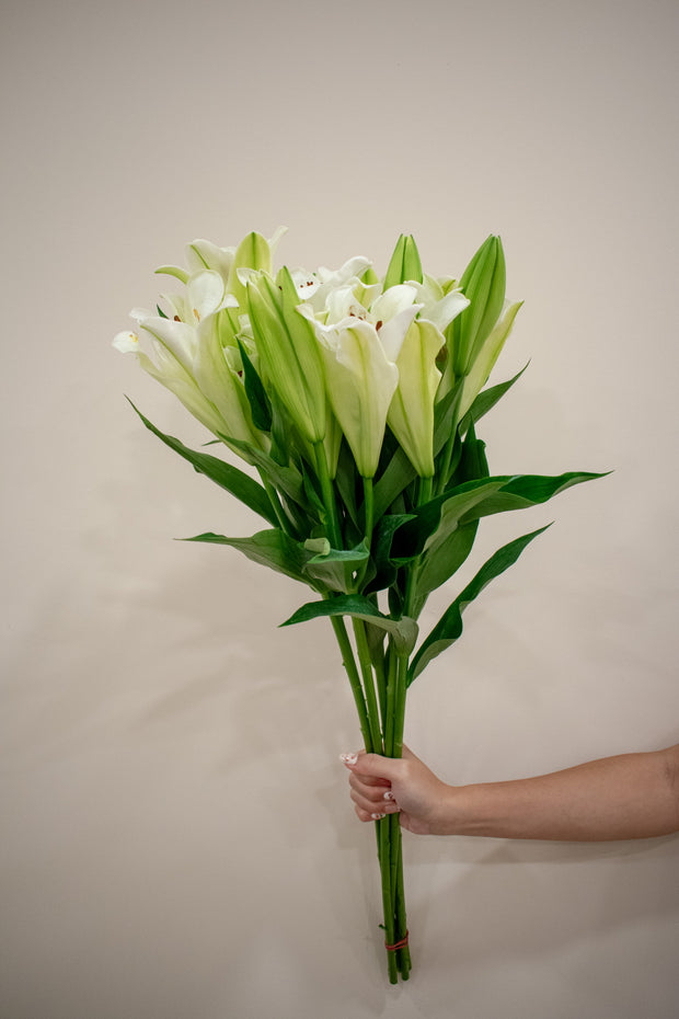 LILY WHITE