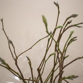 MAGNOLIA DECO BRANCHES