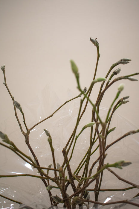 MAGNOLIA DECO BRANCHES