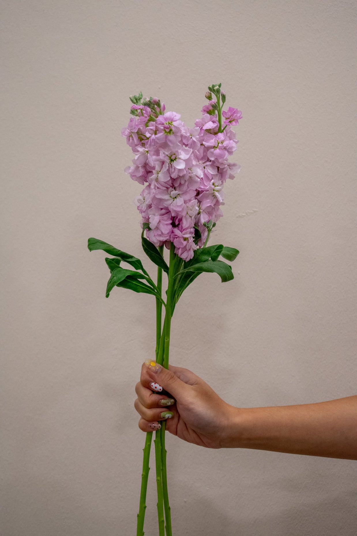 0 MATTHIOLA LIGHT PINK