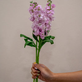 0 MATTHIOLA LIGHT PINK