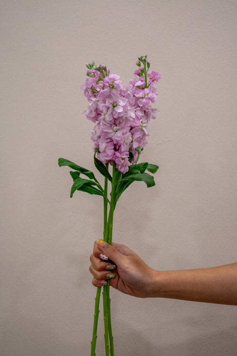 0 MATTHIOLA LIGHT PINK