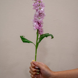 0 MATTHIOLA LIGHT PINK