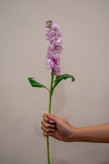 0 MATTHIOLA LIGHT PINK