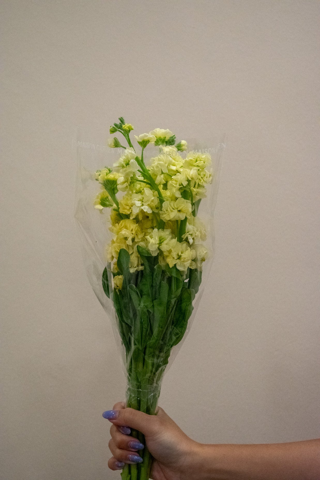 MATTHIOLA PALE YELLOW