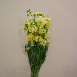 MATTHIOLA PALE YELLOW