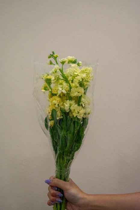 MATTHIOLA PALE YELLOW