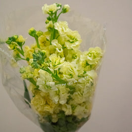MATTHIOLA PALE YELLOW