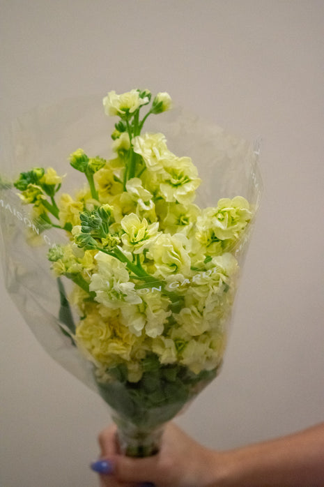 MATTHIOLA PALE YELLOW