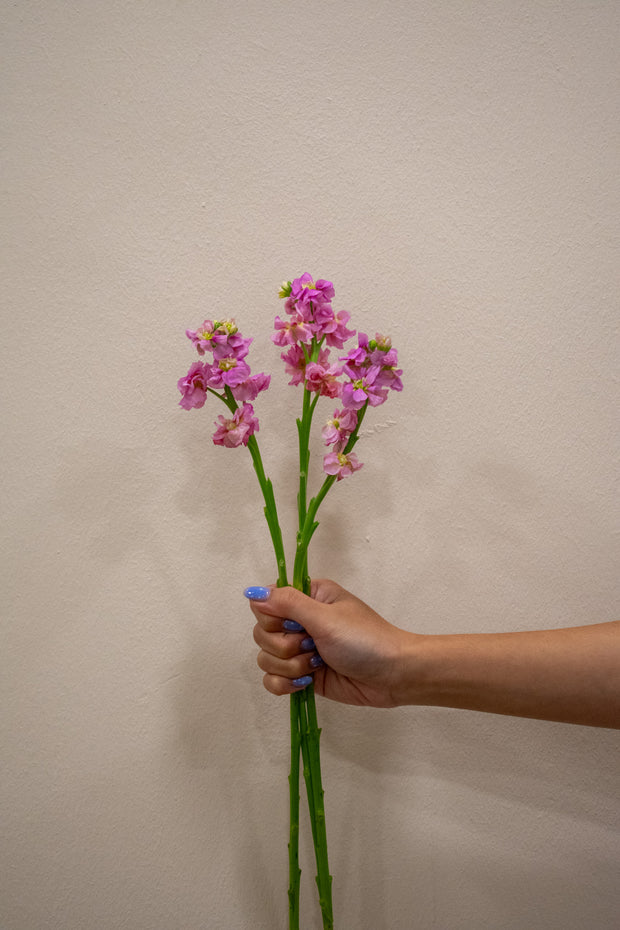MATTHIOLA STOX CHAMPAGNE
