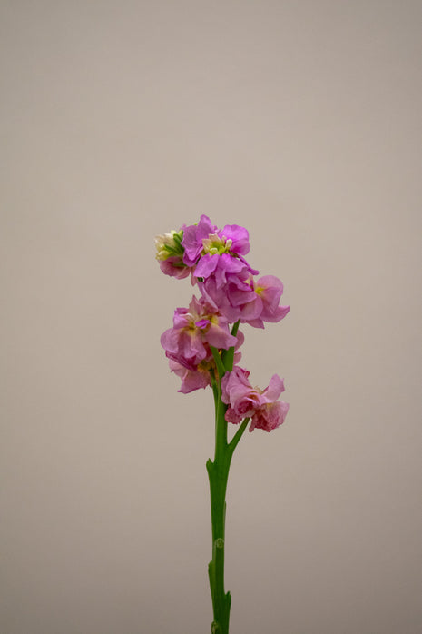 MATTHIOLA STOX CHAMPAGNE