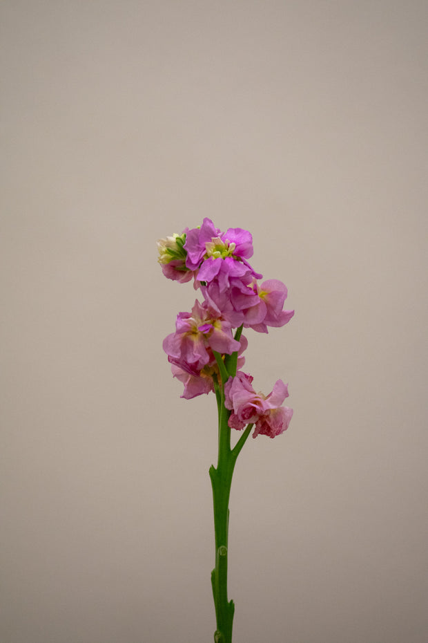 MATTHIOLA STOX CHAMPAGNE