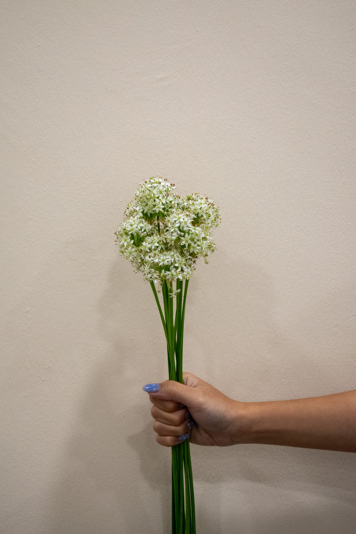 MINI WHITE ALLIUM