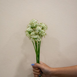 MINI WHITE ALLIUM