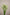 MINI WHITE ALLIUM