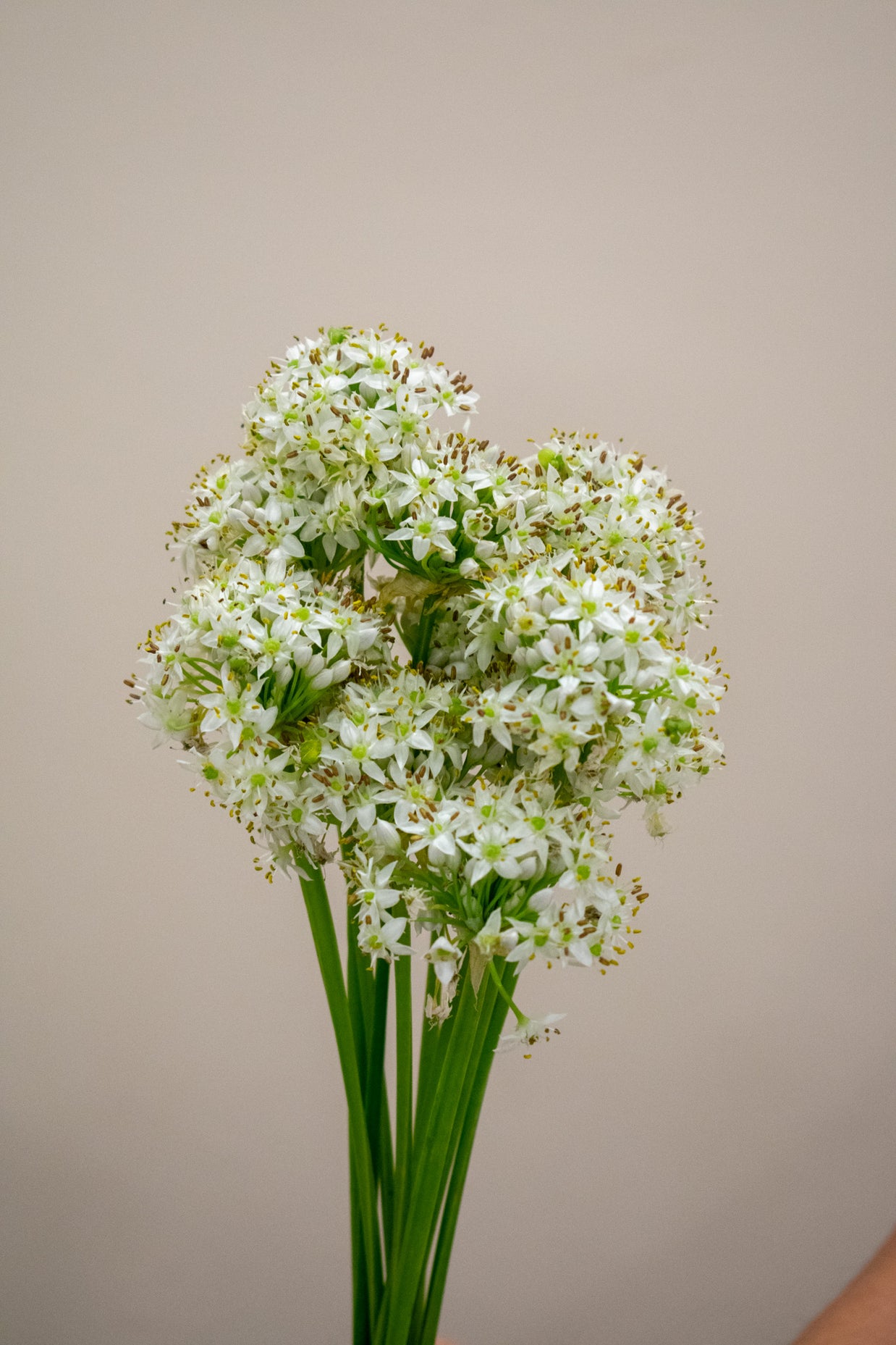 MINI WHITE ALLIUM