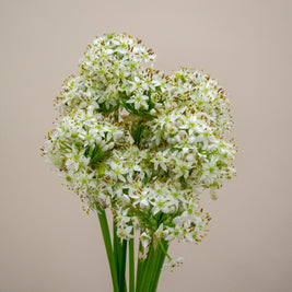 MINI WHITE ALLIUM