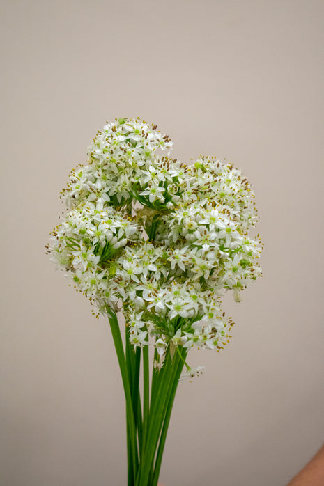 MINI WHITE ALLIUM