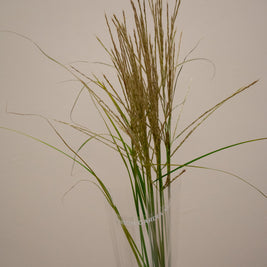 MISCANTHUS