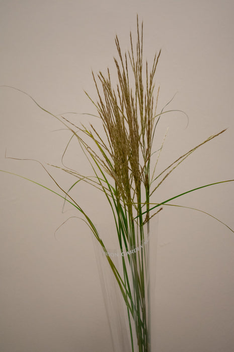 MISCANTHUS