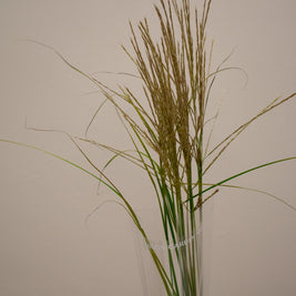 MISCANTHUS