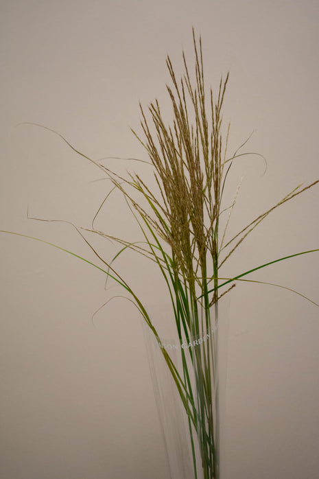 MISCANTHUS