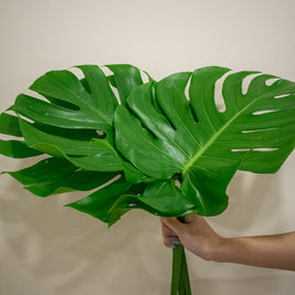 MONSTERA