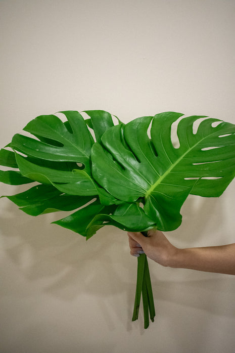 MONSTERA