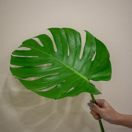 MONSTERA