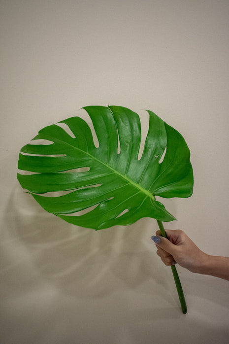 MONSTERA