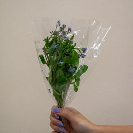 MYOSOTIS BLUE