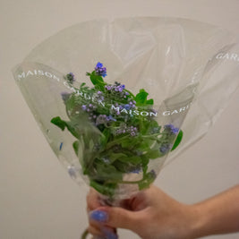 MYOSOTIS BLUE