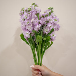 MATTHIOLA LILAC
