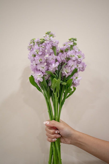 MATTHIOLA LILAC