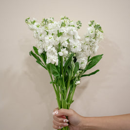 MATTHIOLA WHITE