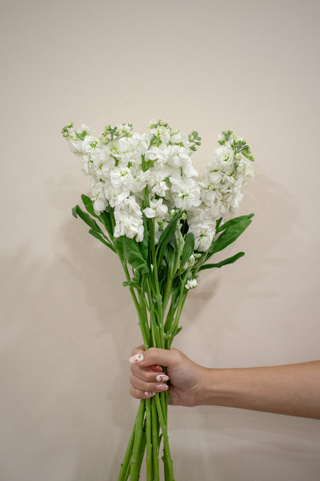 MATTHIOLA WHITE