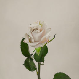 MentaRose