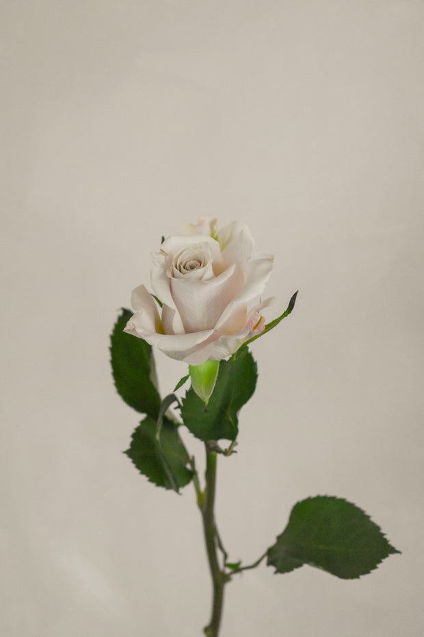 MentaRose