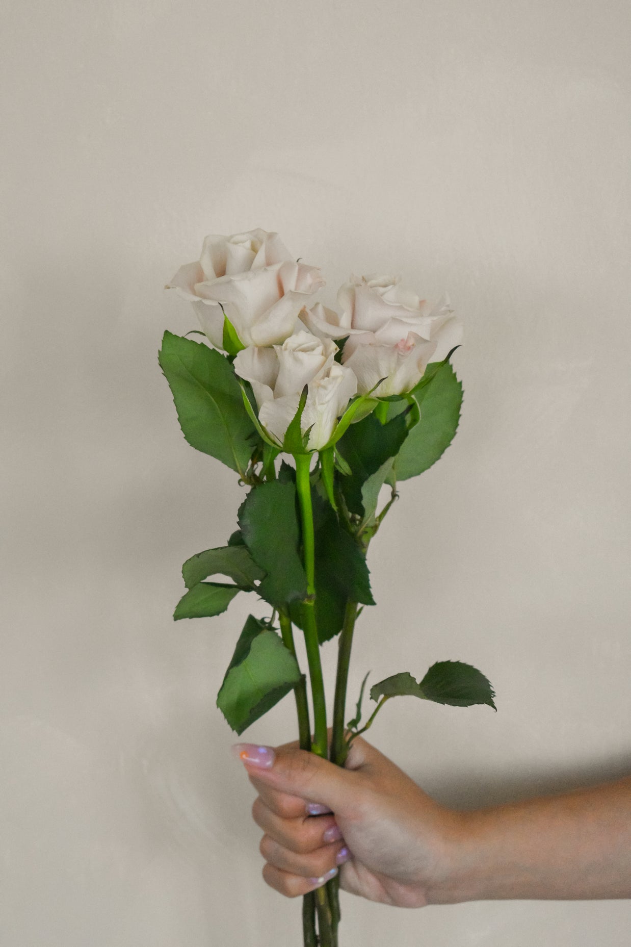 MentaRose