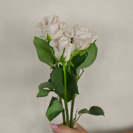 MentaRose