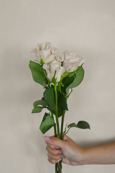 MentaRose