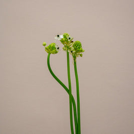 ORNITHOGALUM