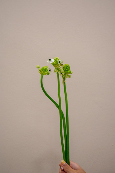 ORNITHOGALUM
