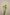 ORNITHOGALUM